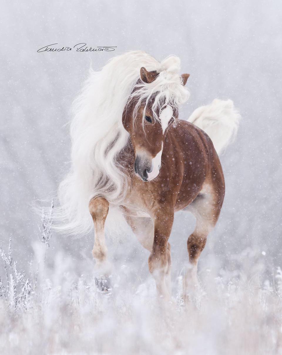 Claudia Rahlmeier - Horse Photography